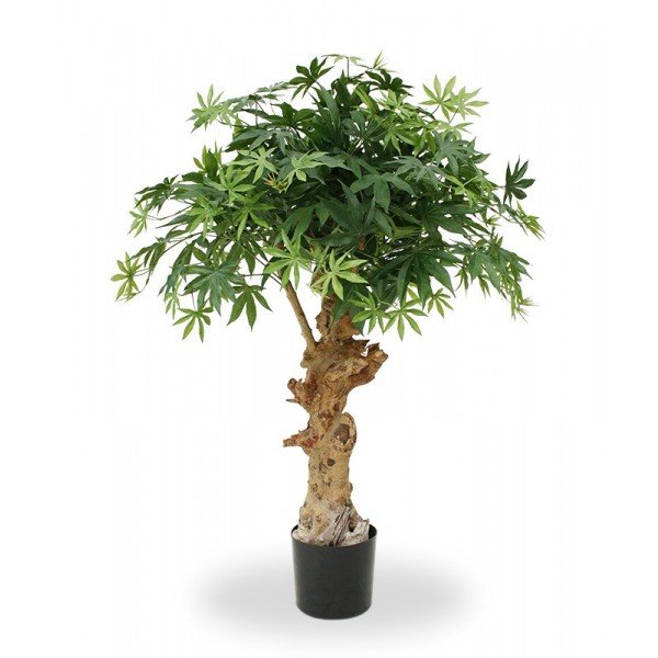 ook wel Maple genoemd