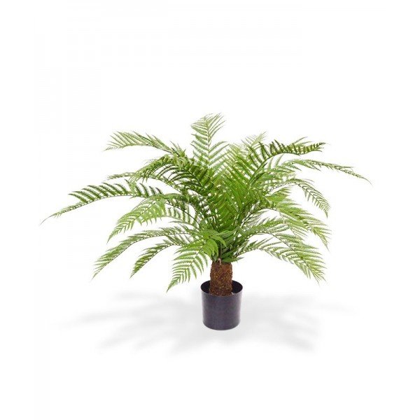 Nieuw: UV bestendige Alsophillia Varen XXL 80cm in pot voor buiten gebruik.