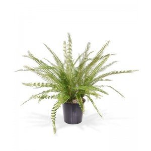 Arrangement van een drietal Asplenium Varens kunstplanten 75 cm opgestoken in een binnenpot en afgewerkt met tillandsia.