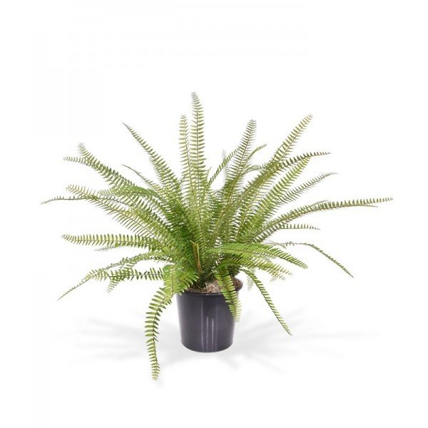 Asplenium Varen x3 kunstplant 75 cm in plastic pot Arrangement van een drietal Asplenium Varens kunstplanten 75 cm opgestoken in een binnenpot en afgewerkt met tillandsia.