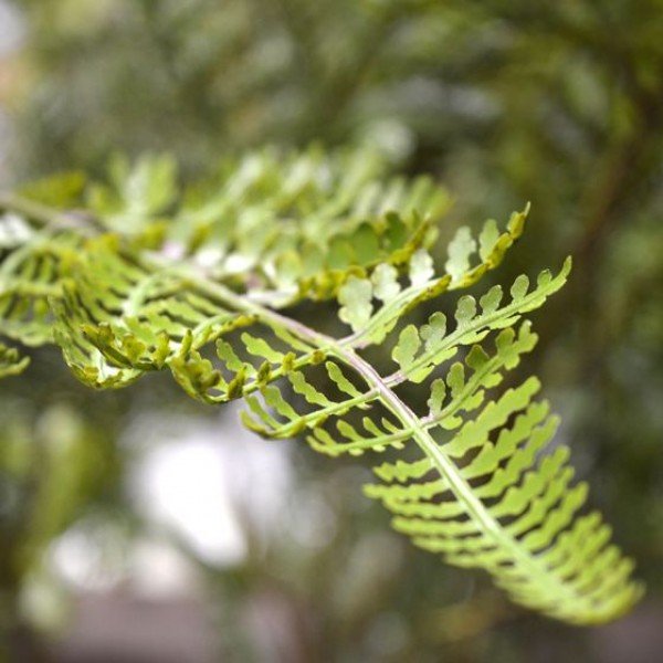 Athyrium-Varen-kunsttak-90-cm-5 Athyrium Varen kunsttak 90 cm 5