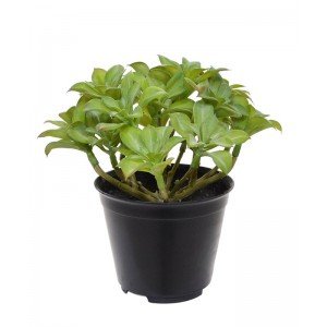 Bent u de volgende die met dit natuurgetrouw nagemaakte Beautertia kunstplant 15 cm in pot de trend van vetplanten ontdekt? Deze prachtige kunstbeautertia is met zijn levensechte uiterlijk en matte bladeren nauwelijks van een echte succulent te onderscheiden. Het Beautertia kunst vetplant is met zijn dikke