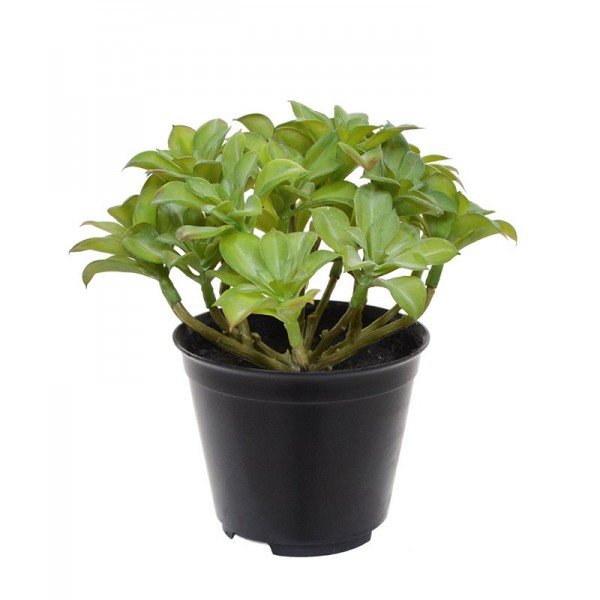 Bent u de volgende die met dit natuurgetrouw nagemaakte Beautertia kunstplant 15 cm in pot de trend van vetplanten ontdekt? Deze prachtige kunstbeautertia is met zijn levensechte uiterlijk en matte bladeren nauwelijks van een echte succulent te onderscheiden. Het Beautertia kunst vetplant is met zijn dikke