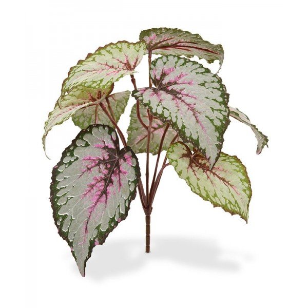 Hé knapperd….schuif eens op. Naast die bijzondere Bladbegonia (begonia rex) met satijnachtige bladeren en vrolijke bladtekening wil iedereen wel staan. Kijk die fluorescerende roze nerven