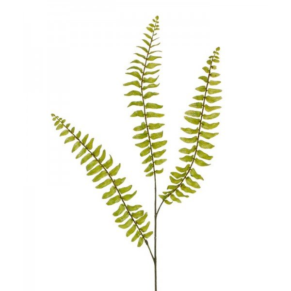 Dat wordt genieten geblazen van deze bijzondere en krullende bladeren van de Boston Varen. Net als de echte krulvaren zijn de lichtgroene bladeren eigenwijs gekruld. Deze stevige en nieuwe bladtaksoort is een bijzondere aanvulling in boeketten of om met meerderen op te steken. De vertakte kunststof steel heeft een natuurgetrouwe print met een levensecht gevoel dankzij de natuurgetrouwe haartjes op de steel. Door de vernieuwde en stevige constructie met ijzerdraad in de stelen is deze tak perfect te buigen. De totale lengte inclusief steel is 85 cm en de breedte ongeveer 20 cm. Vanaf meerdere stuks profiteert u van de kortingsprijs. De varen als tak is er in verschillende soorten en afmetingen.