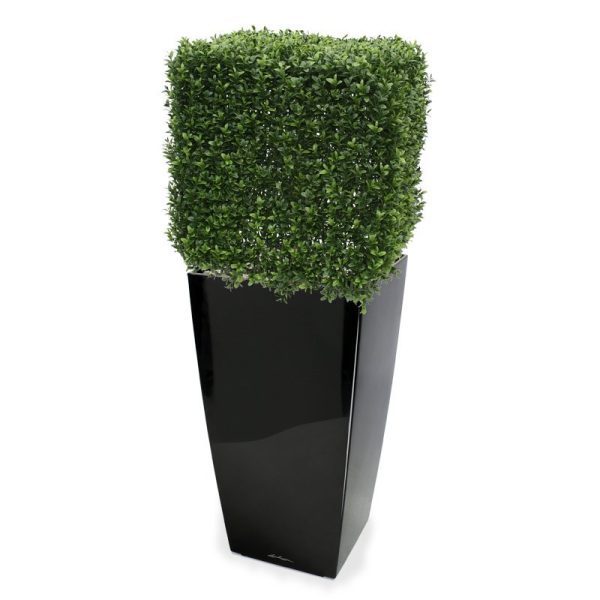 De vierkante kunst Buxus 50 cm is en geheel gemaakt van een hoogwaardig pvc. Daardoor is deze kunstboom ideaal om buiten mooie decoraties mee te maken. De vernieuwde versie is met name door zijn kleur en nieuwe blaadjes bijna niet meer van de echte Buxus te onderscheiden! De kunstbuxus meet effectief aan alle zijden ongeveer 45 cm en wordt standaard geleverd in een plastic pot. Zowel op hoge als lage sierpotten van 40 of 45 cm komt de vierkante Buxus het best tot zijn recht. De Buxus Square is ook leverbaar in de maten 30 en 40 cm. De afgebeelde sierpotten zijn tegen meerprijs leverbaar.