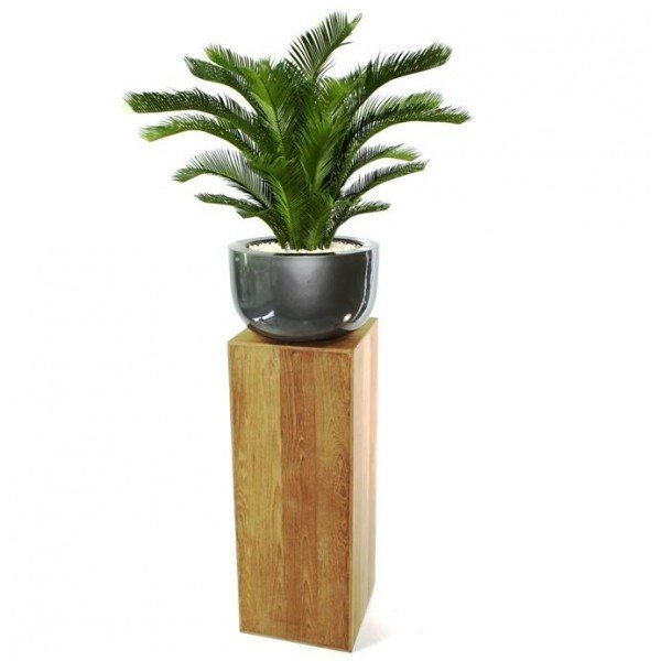 welke is opgepot in een 45cm polystone schaal en gepresenteerd wordt op een echte teak houten zuil