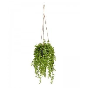 Wat een vrolijkheid haalt u in huis of