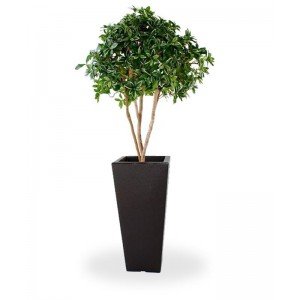 Bij deze Euonymus Umbrella is extra aandacht uitgegaan naar de vormgeving en het natuurlijke karakter van de plant