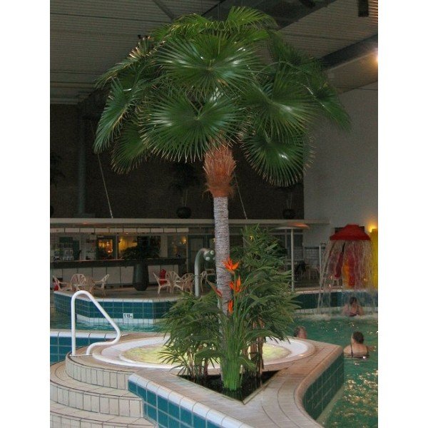 Met de Royal Fan Palm haalt u de tropen in huis!.Deze Fan palm