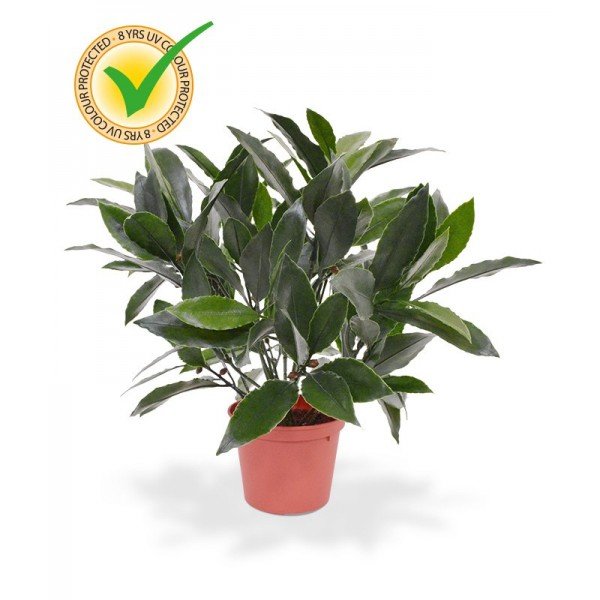 Deze schitterende laurier kunstplant is dankzij zijn uv-bestendigheid uitstekend geschikt voor buiten. Zowel de blaadjes als de besjes zijn niet van echt te onderscheiden. Deze plant is bijzonder geschikt om met een aantal exemplaren bij elkaar in een bak te zetten. Leuk om de plantenbakken op het balkon mee op te vullen. Maar ook ideaal te gebruiken als afscheiding van het terras. De laurierplant is circa 32 cm hoog en ongeveer 27 cm breed. Hij wordt standaard in een plastic pot geleverd