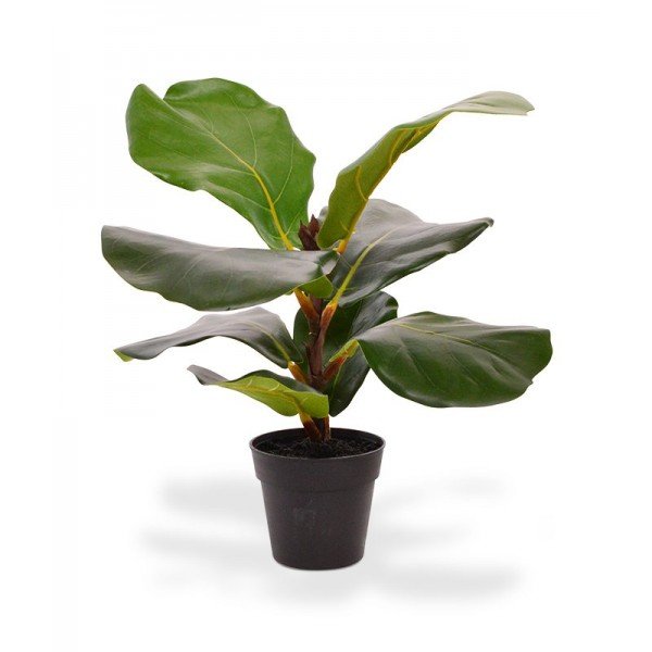 De Lyrata kunstplant 30 cm wordt ook wel 'vioolbladplant' of 'tabaksplant' genoemd en behoort tot de Ficus familie. De Lyrata behoort al jaren tot een van de meest populaire kamerplanten die er zijn. De bladeren hebben verschillende groentinten