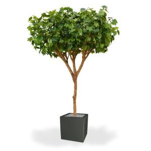 Deze Maple Umbrella Giant deluxe 300 cm kunstboom - in Nederland ook wel de Esdoorn genoemd - is met zijn 3 meter een uitbundige verschijning. De kunstboom is gemaakt op een stamconstructie van echt hout met veel vertakkingen en is bijzonder goed gevuld. Het groot bladerige kunstzijden blad is natuurgetrouw nagemaakt van het echte Maple blad