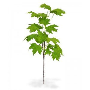 Haal de natuur naar binnen met deze fantastisch nagemaakte en luxe Maple kunsttak. Wat een levensechte decoratie om de rustgevende en unieke sfeer van een bos te creëren. De delicate