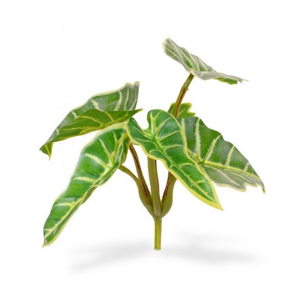 Speciaal uit het Amazonegebied voor u meegenomen…. dit leuke Caladium boeket. Dit van oorsprong tropische plantje dat zich in de natuur schuilhoudt in oerwouden kan straks zomaar van u zijn. Wordt het een mooi plekje in de vensterbank