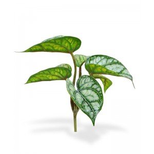 De Fittonia Nervosa wordt ook wel mozaïekplant genoemd. De Fittonia dankt deze naam aan de gevlekte bladtekening en heldere
