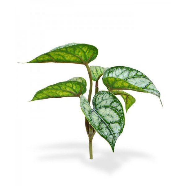 De Fittonia Nervosa wordt ook wel mozaïekplant genoemd. De Fittonia dankt deze naam aan de gevlekte bladtekening en heldere