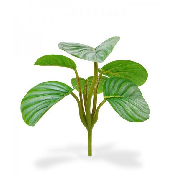 Dit leuke Orbifolia kunstboeket kunt u uitstekend als charmante tafel- of vensterbankdecoratie gebruiken. Deze Calathea soort heeft stevige groene bladeren met prachtige zilveren vegen. Een bijzonder decoratief plantje voor in huis