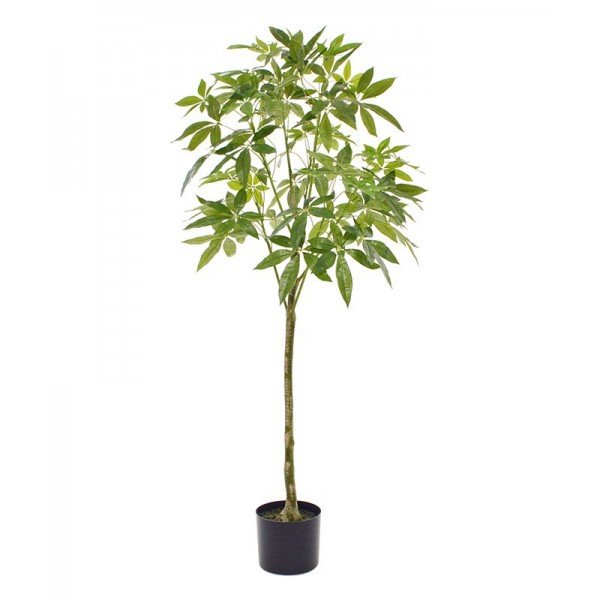 De Pachira promo kunstboom staat in Azië symbool voor geluk en voorspoed en heeft zelfs de bijnaam 'money tree' gekregen. En wie wil er nu geen geldboom in huis! Helaas groeien er geen bankbiljetten aan