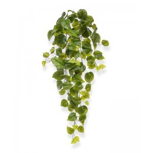 De Philodendron kunst hangplant heeft hartvormige groene bladeren. Ziet u die diversiteit aan frisgroene blaadjes in verschillende kleurtinten en maten? Dankzij de gedetailleerde bladtekening is het net alsof de bladeren van deze Philo tot leven komen. Dankzij de constructie met bladeren uit één mal kan het geheel tegen een stootje en zijn de bladeren stevig verankerd aan de stengels.De totale lengte van de kunst Philodendron in hangvorm is inclusief steel ruim 65 cm en is op het breedste gedeelte zo'n 25 cm breed. Deze afmeting maakt de hangplant ideaal om in een hanging basket te plaatsen of om een groene wand te creëren. In meerdere afmetingen verkrijgbaar.