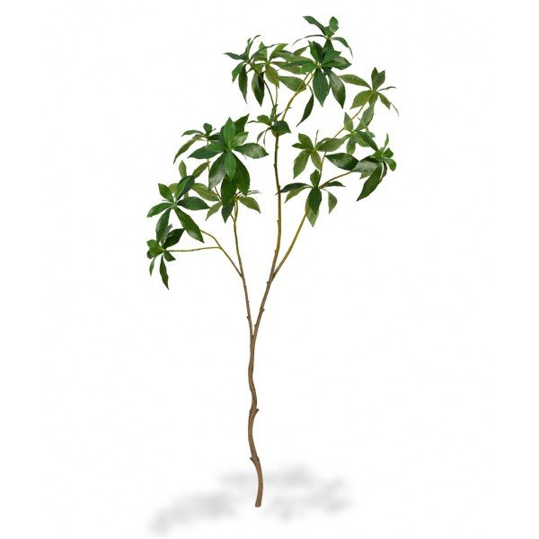 ook wel Rotsheide genoemd