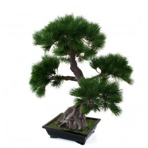 Deze exclusieve Pinus Bonsaiboom verdient in elk interieur een bijzondere plek! De Pinusbonsai
