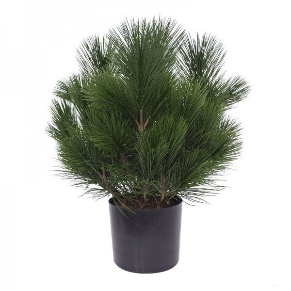 De kunst Pinus Bol is gemaakt van een hoogwaardig materiaal. De plant is door de kleur al bijna niet van echt te onderscheiden en daarbij voelen de naaldtakken ook nog eens heel echt. Omdat er een UV-protector in de grondstof is verwerkt