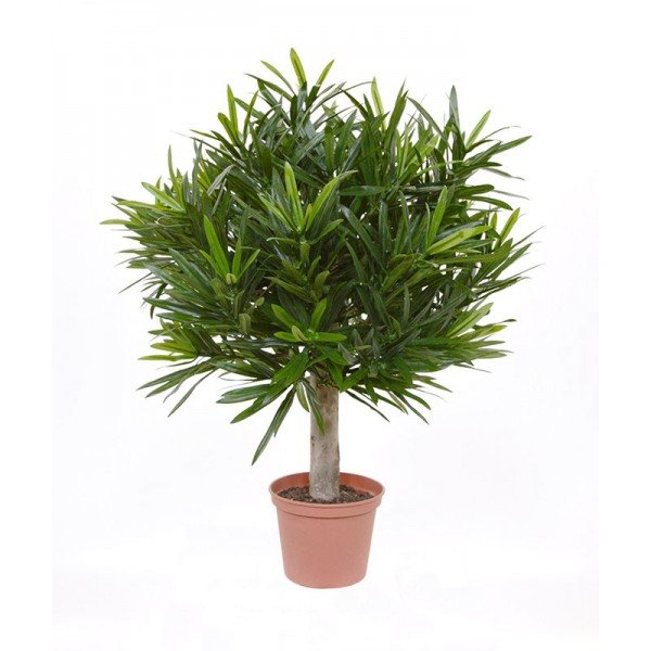 Met deze levensechte kopie van een Podocarpus kunstplant bol