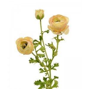 Deze schitterende kunst Ranonkel deluxe steelbloem is net echt! De kunstbloem is opgebouwd uit een zijde zachte steel met daarop een kunstzijden Ranonkel bloem en 2 zijtakken met een knop. De grote bloem meet ongeveer 7 cm breed en is zeer verfijnd nagemaakt. De kunst Ranonkel wordt standaard als losse steel geleverd en kan daardoor makkelijk verwerkt worden tot prachtige kunstboeketten. De totale steel heeft een lengte van ongeveer 70 cm en is verkrijgbaar in het oranje en creme. Vanaf 6 stuks kunt u gebruik maken van de voordeel prijs.