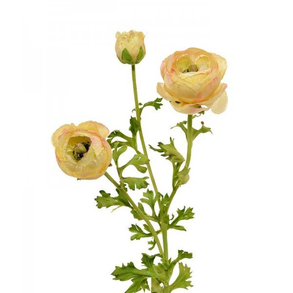 Deze schitterende kunst Ranonkel deluxe steelbloem is net echt! De kunstbloem is opgebouwd uit een zijde zachte steel met daarop een kunstzijden Ranonkel bloem en 2 zijtakken met een knop. De grote bloem meet ongeveer 7 cm breed en is zeer verfijnd nagemaakt. De kunst Ranonkel wordt standaard als losse steel geleverd en kan daardoor makkelijk verwerkt worden tot prachtige kunstboeketten. De totale steel heeft een lengte van ongeveer 70 cm en is verkrijgbaar in het oranje en creme. Vanaf 6 stuks kunt u gebruik maken van de voordeel prijs.