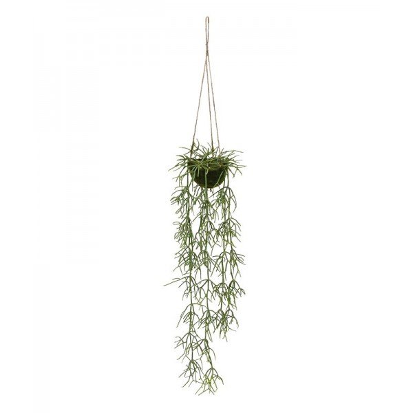 Met deze 2x Rhipsalis Heteroclada kunsthanger kunt u een eigentijdse verticale tuin beginnen! Deze cactusachtige