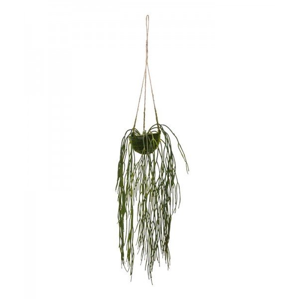 Wat leuk die vertakte scheuten van deze 2x Rhipsalis Pilocarpa kunsthanger in mosmandje 10 cm. Ziet u dat ze net als bij de echte Koraalcactus geribbeld