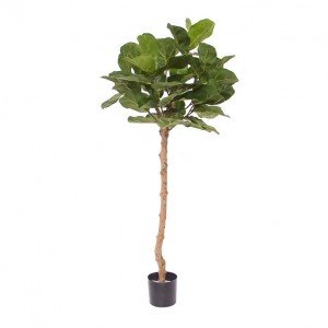 Kunstplant Royal Lyrata is 120 cm hoog en wordt dankzij de vorm van de bladeren ook wel 'vioolbladplant' genoemd.De kunstzijden bladeren zijn glanzend groen en doen wat leerachtig aan. De nerven zit iets verzonken in het blad en zijn lichtgroene kleur. Deze replica is de perfecte manier om op een eenvoudige manier wat groen in huis of op kantoor toe te voegen. De hoogte van deze Lyrata is circa 120 cm en 55 cm breed. Dit formaat is bijvoorbeeld zeer geschikt om in de hoek van uw woonkamer of kantoor te zetten. Of zet 'm naast de (voor)deur om de entree op te fleuren. Dit type Lyrata is ook verkrijgbaar in 2 andere formaten. Uit dezelfde serie is er ook een Lyrata raammodel van 45 cm hoog en er is een Lyrata van 105 cm hoog. Standaard wordt de plant in een plastic binnenpot geleverd van 12 cm hoog en 15 cm diameter