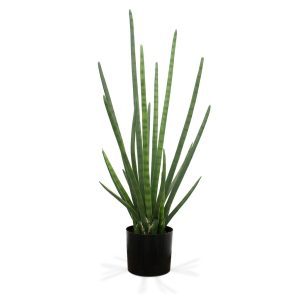 Nieuw in het assortiment van Maxifleur Kunstplanten is deze bijzonder goed nagemaakte Sanseveria Cylindrica. Door zijn kleurstelling en ontwerp is deze kunst Sanseveria bijna niet van echt te onderscheiden. De diameter van de plant is circa 50 cm en is ongeveer 95 cm hoog. De Sanseveria past door zijn aparte vormgeving perfect in een modern interieur. De Sanseveria wordt in een standaard plastic binnenpot geleverd. De afgebeelde sierpotten kunnen direct mee besteld worden.