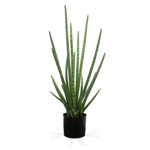 Nieuw in het assortiment van Maxifleur Kunstplanten is deze bijzonder goed nagemaakte Sanseveria Cylindrica. Door zijn kleurstelling en ontwerp is deze kunst Sanseveria bijna niet van echt te onderscheiden. De diameter van de plant is circa 50 cm en is ongeveer 95 cm hoog. De Sanseveria past door zijn aparte vormgeving perfect in een modern interieur. De Sanseveria wordt in een standaard plastic binnenpot geleverd. De afgebeelde sierpotten kunnen direct mee besteld worden.