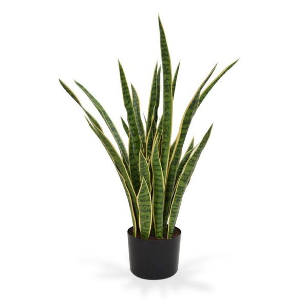 Deze bijzonder goed nagemaakte Sanseveria kunstplant is een aanwinst voor elk interieur. Door zijn veelzijdigheid is de Sanseveria weer helemaal terug. De kunst Sanseveria bestaat uit vele grote en kleine scheuten en een bijzonder gedetailleerde bladprint. Niet van echt te onderscheiden! Met een hoogte van ongeveer 90 cm kan de kunstplant zowel op een hoge pot als in een mooie grote schaal gepresenteerd worden. De breedte bedraagt tussen de 70 en 85 cm. Standaard wordt de natuurlijk oogende Sanseveria XL geleverd in een standaard plastic binnenpot