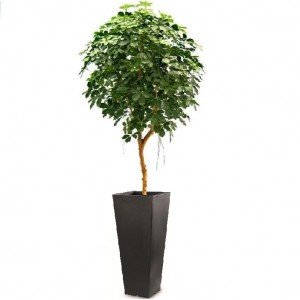 De Schefflera Exotica is een compleet vernieuwd model uit de Schefflera familie. De verbeterde bladvorm