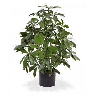 Deze UV bestendige kunst Schefflera is met zijn hoogte van circa 50 cm een veelzijdige plant. Zet de plant in een lage plantenbak of schaal