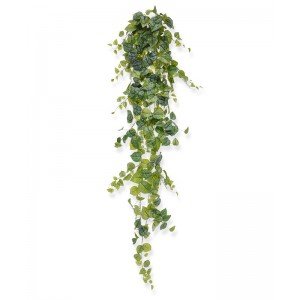 Deze Scindapsus Pictus kunst hanger van 170 cm ziet er natuurlijk uit. Deze Scindapsus Pictus is ook wel bekend onder de naam Epipremnum. Deze variant van de Scindapsus verrast u met zijn prachtige bladkleuren. Door zijn diversiteit aan blaadjes in verschillende groottes en afmetingen vormt het de ideale hangende decoratie en is niet direct te zien dat het hier om een kunstplant gaat. De druppelvormige bladeren zijn groen met zilverkleurige vlekken. Dat maakt de Pictus heel geschikt om te matchen met een modern interieur waar grijstinten de boventoon voeren. De hangplant is uit één stuk gegoten en heeft daardoor stevig vastzittende bladeren. De constructie is zeer geschikt als groene winkeldecoratie