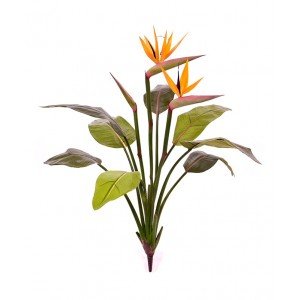 Deze Strelitzia Bush 75 cm