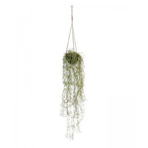 Kijk die vele gekrulde vertakkingen van deze schitterende Tillandsia kunsthanger 2x in mosmandje eens. Daar wordt u toch ook meteen vrolijk van? De familie van de Bromelia heeft bijna geen wortelpartij en wordt daarom ook wel het luchtplantje genoemd. Bent u de volgende die deze trend ontdekt? Dit complete kunstarrangement bestaat uit twee Tillandsia hangplanten
