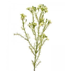 Welk boeket gaat u opvrolijken met deze bijzondere Waxflower (Chamelaucium) kunsttak in het groen? Niet voor niets staat deze tak die haar bloemen in schermen verspreidt in sommige landen symbool voor een goed huwelijk! En zeg nu zelf... dat unieke wasachtige laagje om al die bladeren en bloemen... net echt! Deze kunstwaxflower tak is zeer natuurgetrouw nagemaakt. Net als de echte variant zijn ook hier de naaldachtige bladeren en schermachtige bloempjes bedekt met een waslaag. Een zeer decoratieve tak in een boeket of met meerdere in een hoge vaas. De totale lengte van deze Waxflower kunsttak is circa 65 cm en de breedte ongeveer 12 cm.