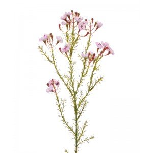 Welk boeket gaat u opvrolijken met deze bijzondere Waxflower (Chamelaucium) kunsttak in het roze? Niet voor niets staat deze tak die haar bloemen in schermen verspreidt in sommige landen symbool voor een goed huwelijk! En zeg nu zelf... dat unieke wasachtige laagje om al die bladeren en bloemen... net echt! Deze kunstwaxflower tak is zeer natuurgetrouw nagemaakt. Net als de echte variant zijn ook hier de naaldachtige bladeren en schermachtige bloempjes bedekt met een waslaag. Een zeer decoratieve tak in een boeket of met meerdere in een hoge vaas. De totale lengte van deze Waxflower kunsttak is circa 65 cm en de breedte ongeveer 12 cm.