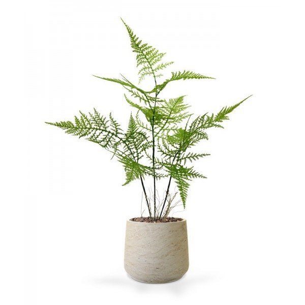 Dit Asparagus boeket is bijzonder gedetailleerd nagemaakte kunstplant. Volgens de verhalen is het een kruising tussen de Asperge plant en een krulvaren. De kunststof takken bestaan uit verschillende zijtakjes welke allemaal bekleed zijn met heel fijne sprietjes. Hierdoor heeft deze Asparagus een heel natuurlijke uitstraling. De lengte is ongeveer 45 cm