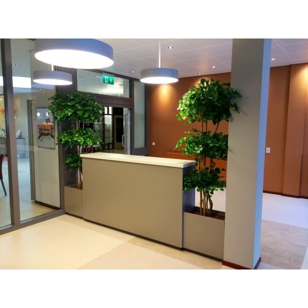 de diameter van de bovenste kroon ± 60 cm en de kunstplant wordt standaard in een plastic binnenpot geleverd. De Ginkgo layer x3 kan in verschillende plantenbakken geplaatst worden