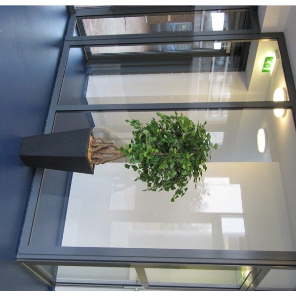 de diameter ± 70 cm en de plant wordt standaard zonder pot geleverd