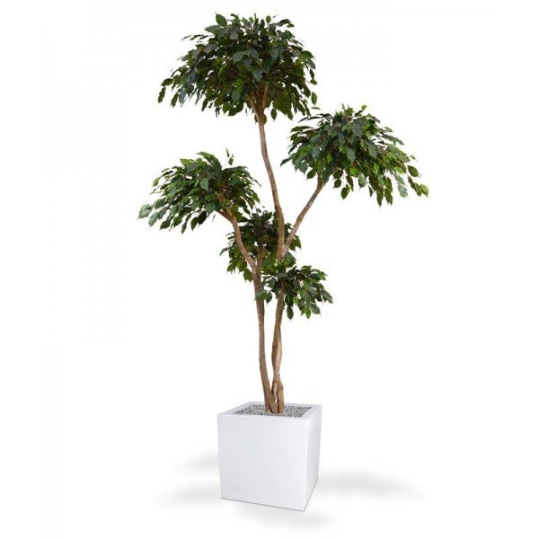 van het bladtype Exotica. Door zijn constructie van 4 echt houten stammen en 5 bladkronen