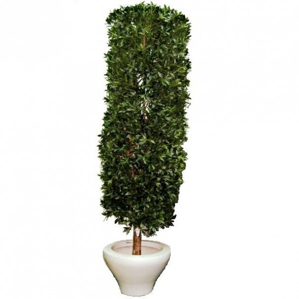 de boom is gemaakt op een echte houten stam