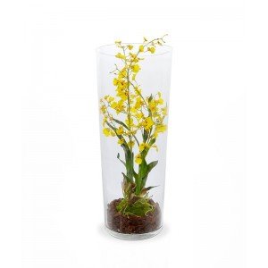 Dit prachtige Oncidium deluxe kunstboeket is een kunstorchidee die beter bekend staat als de Tijgerorchidee en heeft de naam te danken aan de tijgerprint op de bloemen. De kunst Oncidium is geel van kleur met een bruin hartje en bloeit uitbundig. Ook is veel aandacht besteed aan de basis van de kunstplant en de luchtwortels. De hoogte van het kunstboeket is ongeveer 83 cm. De breedte is ongeveer 40 cm en wordt als steker geleverd