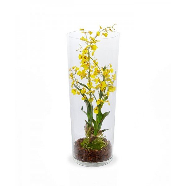 Dit prachtige Oncidium deluxe kunstboeket is een kunstorchidee die beter bekend staat als de Tijgerorchidee en heeft de naam te danken aan de tijgerprint op de bloemen. De kunst Oncidium is geel van kleur met een bruin hartje en bloeit uitbundig. Ook is veel aandacht besteed aan de basis van de kunstplant en de luchtwortels. De hoogte van het kunstboeket is ongeveer 83 cm. De breedte is ongeveer 40 cm en wordt als steker geleverd